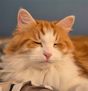 Sibirisk katt Xanthus